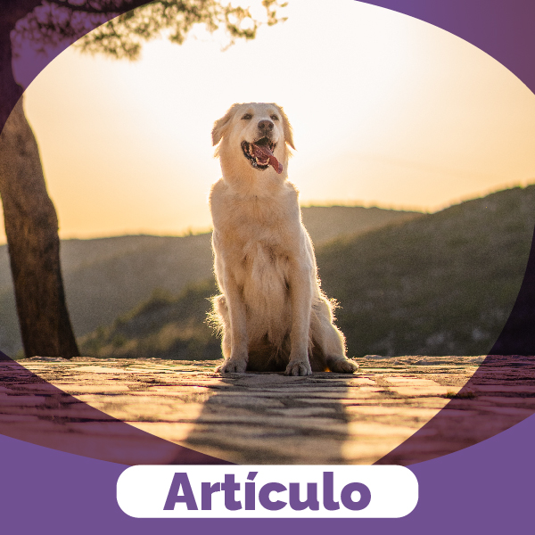 ¿Cómo transitar el duelo por el fallecimiento de mi animal amado?